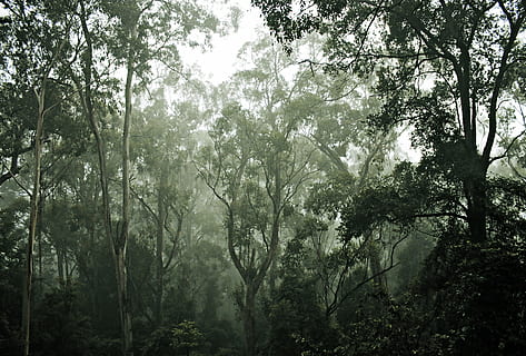 copaci verzi cu frunze, natură, în aer liber, copac, vegetație, plantă, pădure tropicală, vreme, junglă, teren, ceaţă, tumuli, pădure, aburi, Australia, grădină, curte, arbore, trunchi de copac, conifer, frumusețe în natură, liniște, creştere, zi, nici o persoana, scenă non-urbană, o scenă liniștită, scenice - natura, mediu inconjurator, lumina soarelui, ramură, 5K, CC0, domeniu public, fără drepturi de autor