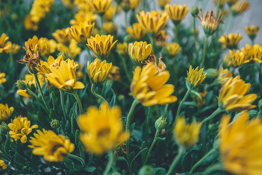 tija, full, dandilion, rosa, amor, la vida, blocs, bloc, borrós, arbust, arbustos, verd, terra, dia de la Terra, planta, plantar, botànica, estiu, planta amb flors, flor, groc, frescor, bellesa a la natura, creixement, fragilitat, vulnerabilitat, camp, primer pla, cap de flor, enfocament selectiu, naturalesa, pètal, cap gent, inflorescència, dia, marc complet, a l'aire lliure, llit de flors, 5K