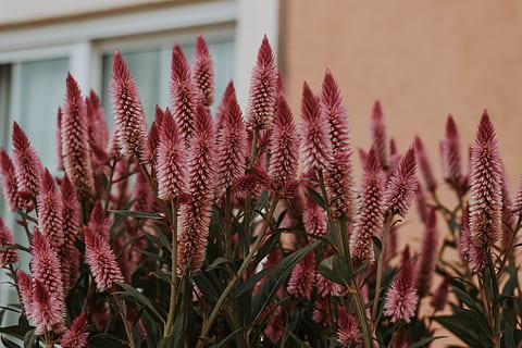 flors granates, planta, aloe, flor, herba, lupin, sòl, gespa, amaranthaceae, full, asteràcies, aràcies, acanthaceae, cactus, vegetació, mala herba, gerra, foxglove, meerkat, mamífer, creixement, primer pla, centrar-se en primer pla, bellesa a la natura, dia, cap gent, naturalesa, estructura construïda, frescor, planta amb flors, enfocament selectiu, exterior de l'edifici, arquitectura, a l'aire lliure, fragilitat, vulnerabilitat, patró, cap de flor, 5K, CC0, domini públic, lliure de regalies
