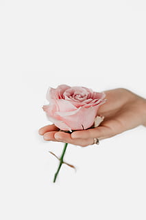 holding, pink, rose, flowers, roses, floral, human hand, flower, hand, flowering plant, white background, human body part, plant, studio shot, beauty in nature, freshness, copy space, fragility, indoors, vulnerability, one person, close-up, petal, nature, finger, pink color, flower head, body part, 5K