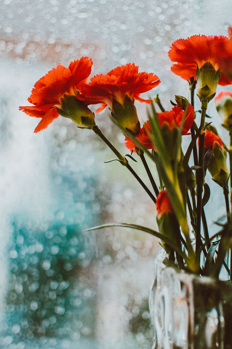 Nahaufnahmefoto, Blüten mit Orangenblättern, verwischen, Nahansicht, Dekor, zart, Tiefenschärfe, Blumenvase, Blumen, Fokus, Blütenblätter, Stengel, Blume, blühende Pflanze, Pflanze, Verletzlichkeit, Frische, Zerbrechlichkeit, Blütenblatt, Schönheit in der Natur, Natur, Blütenkopf, Wachstum, Blütenstand, keine Leute, rot, Fokus auf den Vordergrund, Tag, selektiver Fokus, draußen, orange Farbe, 5K