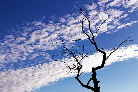 albero, rami, silhouette, cielo, nuvole, natura, blu, aria aperta, freddo, sfondo, nuvola - cielo, ramo, albero nudo, Inquadratura dal basso, bellezza nella natura, pianta, nessuno, la tranquillità, giorno, scenics - natura, all'aperto, scena tranquilla, Cloudscape, pianta morta, luce del sole, 2K, CC0, dominio pubblico, privo di copyright