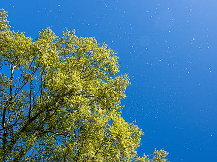 albero dalle foglie gialle, giorno, pianta, albero, luce, bagliore, all'aperto, vegetazione, natura, Francia, saint martin de crau, abete, luce del sole, tronco d'albero, fiore, avventura, terra, foresta, bosco, costruzione, campo, conifera, cielo, crescita, bellezza nella natura, Inquadratura dal basso, blu, cielo sereno, nessuno, ramo, giallo, la tranquillità, stella - spazio, astronomia, colore verde, spazio, direttamente sotto, 4K, CC0, dominio pubblico, privo di copyright