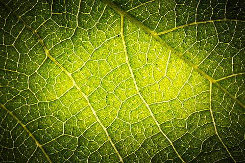 structura frunzei, frunze, verde, a închide, structura, macro, fibre, fundal, parte a plantelor, cadru complet, plantă, vena frunzelor, fundaluri, Culoarea verde, natură, frumusețe în natură, nici o persoana, modelul natural, zi, texturată, creştere, model, în aer liber, botanică, prospeţime, texturat efect, concentric, 4K, CC0, domeniu public, fără drepturi de autor