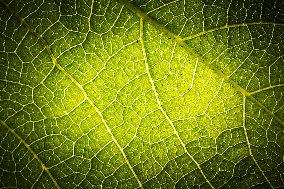 estructura de les fulles, full, verd, primer pla, estructura, macro, fibres, fons, part de la planta, marc complet, planta, vena de la fulla, color verd, naturalesa, bellesa a la natura, cap gent, patró natural, dia, textura, creixement, patró, a l'aire lliure, botànica, frescor, efecte texturat, concèntric, 4K