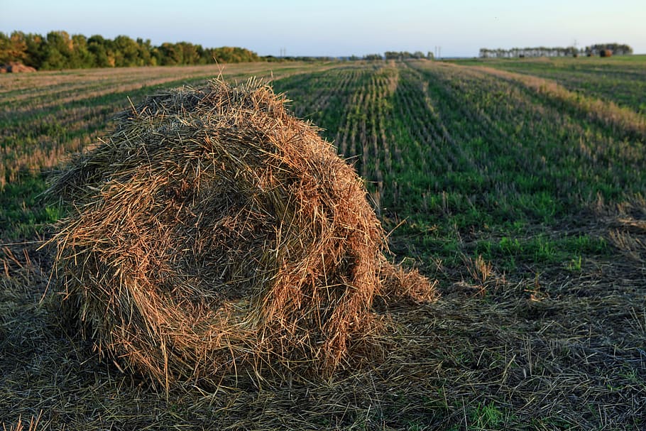 blat de moro, sec, granja, camp, menjar, herba, collita, fenc, bales, febre del fenc, camp de fenc, paper, groc, agricultura, planta, paisatge, escena rural, terra, medi ambient, creixement, naturalesa, tranquil·litat, cultiu, dia, cap gent, escena tranquil·la, bellesa a la natura, escenics - natura, bala, a l'aire lliure, 5K