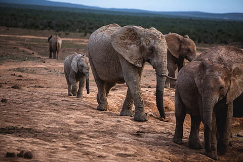 elefants grisos, elefant, vida salvatge, mamífer, animal, camp, a l'aire lliure, naturalesa, pastures, sabana, arbust, vegetació, planta, ramat, desert, sòl, ivori, zebra, sorra, paisatge, grup d’animals, temes d'animals, animals a la natura, fauna animal, vertebrats, safari, vedella d'elefant, cap gent, dia, animal jove, elefant africà, grup mitjà d'animals, família d’animals, caminar, herbívors, tronc d’animals, 5K, CC0, domini públic, lliure de regalies