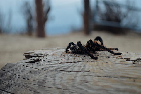 tarantule, dřevo - materiál, strom, zvířat, Příroda, zvířata ve volné přírodě, nikdo, zvíře, detail, selektivní zaměření, bezobratlý, zaměřit se na popředí, hmyz, den, kmen stromu, venku, jednoho zvířete, rostlina, kufr, dřevo, kůra, povrchu, 5K, CC0, veřejná doména, bez autorských práv