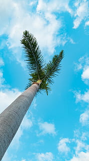 håndflade, træ, florida, jupiter, strand, vand, ocean, hav, blå, skyer, krikand, grøn, natur, udforske, eventyr, rejse, ferie, himmel, sky - himmel, plante, tropisk klima, lav vinkel visning, Palme træ, vækst, dag, træstamme, bagagerum, høj - høj, udendørs, grøn farve, kokos palme, hånd, skønhed i naturen, palmblad, tropisk træ, direkte under, 2K, CC0, offentligt domæne, royaltyfrie