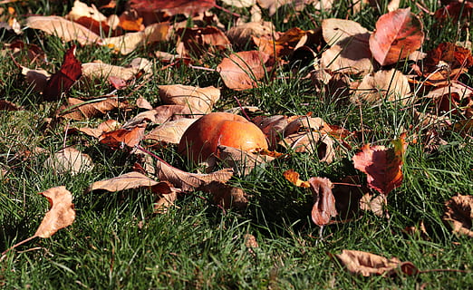 manna, Mela, frutta, rosso, autunno, prato, le foglie, natura, giardino, fogliame autunnale, colore di caduta, emergere, umore autunnale, foglie d'autunno, colorato, ottobre, terra, campo, erba, pianta, nessuno, cibo, crescita, fungo, cibo e bevande, giorno, avvicinamento, verdura, caduta, foglia, parte vegetale, luce del sole, bellezza nella natura, modificare, fungo velenoso, all'aperto, livello di superficie, 4K, CC0, dominio pubblico, privo di copyright
