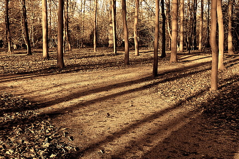 bosc, arbres, llum solar, ombres, ombres llargues, llum de la tarda, misteriós, nostàlgia, escènic, arbre, planta, terra, tronc, tronc de l'arbre, naturalesa, ombra, creixement, tranquil·litat, dia, bellesa a la natura, cap gent, escena tranquil·la, a l'aire lliure, escena no urbana, sendera, camp, 5K, CC0, domini públic, lliure de regalies