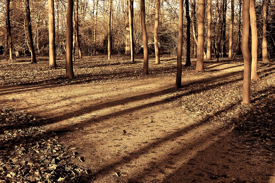 bosc, arbres, llum solar, ombres, ombres llargues, llum de la tarda, misteriós, nostàlgia, escènic, arbre, planta, terra, tronc, tronc de l'arbre, naturalesa, ombra, creixement, tranquil·litat, dia, bellesa a la natura, cap gent, escena tranquil·la, a l'aire lliure, escena no urbana, sendera, camp, 5K