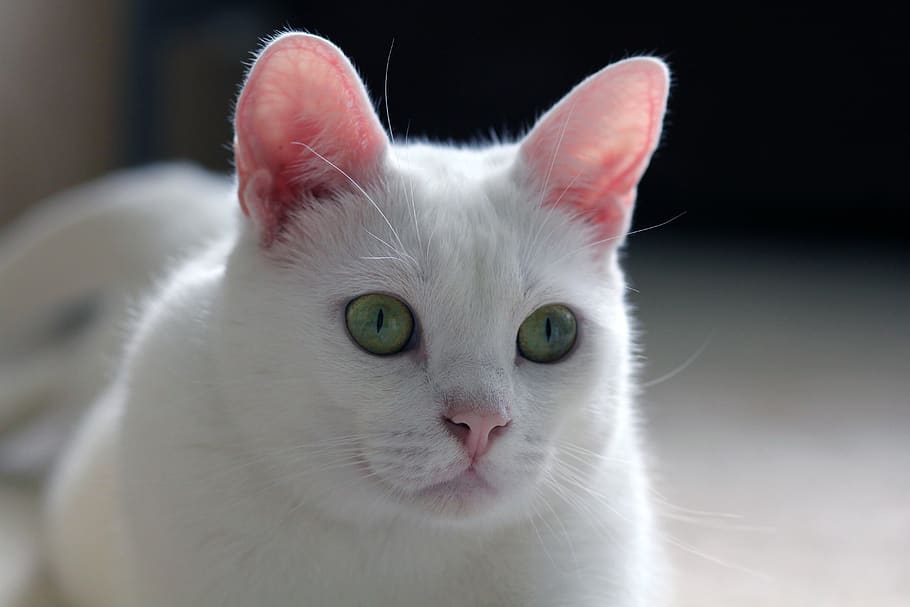 blanc, chat, la fenêtre, animal de compagnie, animal, fourrure, les yeux, félin, moustaches, Beau, Couper, national, animaux domestiques, chat domestique, mammifère, un animal, fermer, couleur blanche, vertébré, portrait, partie du corps de l'animal, personne, moustache, partie du corps, à l'intérieur, oeil d'animal, 5K