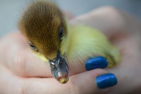 Entlein, menschliche Hand, Hand, Tierthemen, menschliches Körperteil, Tier, ein Tier, eine Person, Wirbeltier, Jungtier, Nahansicht, Tierwelt, junger Vogel, Vogel, halten, Körperteil, Tiere in freier Wildbahn, Haustiere, echte Menschen, Fokus auf den Vordergrund, selektiver Fokus, Finger, Tierkopf, klein, 5K, CC0, gemeinfrei, lizenzfrei