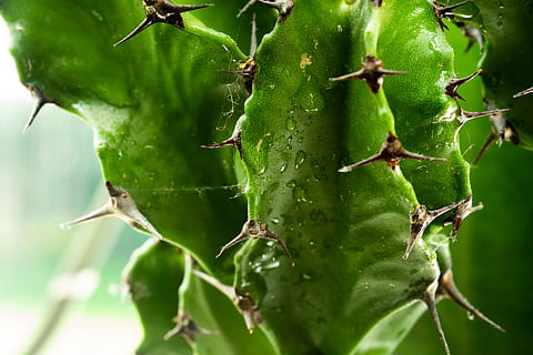 green cactus, plant, cactus, green, macro, nature, macrophotography, thorns, water, bird, animal, invertebrate, leaf, insect, garden spider, spider, arachnid, flower, sprout, bud, blossom, green color, no people, close-up, growth, plant part, day, beauty in nature, focus on foreground, food, succulent plant, thorn, food and drink, outdoors, healthy eating, fruit, freshness, 5K, CC0, public domain, royalty free