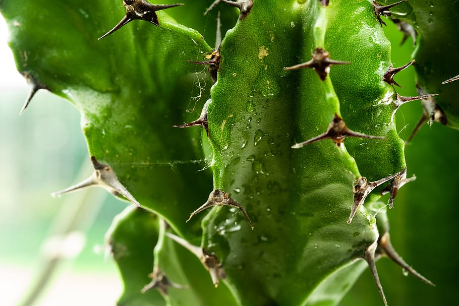 green cactus, plant, cactus, green, macro, nature, macrophotography, thorns, water, bird, animal, invertebrate, leaf, insect, garden spider, spider, arachnid, flower, sprout, bud, blossom, green color, no people, close-up, growth, plant part, day, beauty in nature, focus on foreground, food, succulent plant, thorn, food and drink, outdoors, healthy eating, fruit, freshness, 5K