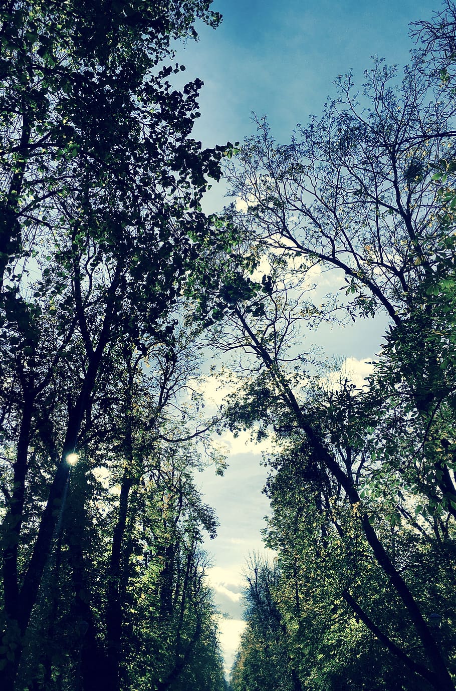 parc, caminar, arbres, arbre, assolellat, cel clar, carretera, llum, tardor, fred, aventura, caminar pel parc, ennuvolat, iphonografia, fotografia de l'iPhone, fotografiafotografia, naturalesa, natural, fotografia de natura, hora d'aventures, planta, cel, creixement, bellesa a la natura, vista d’angle baix, tranquil·litat, bosc, cap gent, dia, branca, terra, escenics - natura, a l'aire lliure, escena tranquil·la, núvol - cel, escena no urbana, idíl·lic, copa de l'arbre, 4K