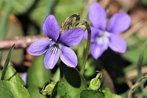 violeta, bosc, primavera, blau, precursor de la primavera, planta amb flors, flor, planta, bellesa a la natura, creixement, pètal, frescor, vulnerabilitat, porpra, fragilitat, primer pla, inflorescència, cap de flor, naturalesa, cap gent, enfocament selectiu, centrar-se en primer pla, full, part de la planta, dia, 4K, CC0, domini públic, lliure de regalies