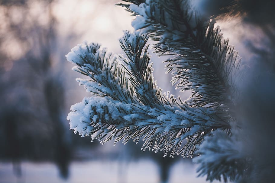 verd, full, planta, naturalesa, gel, neu, hivern, fred, temps, borrós, temperatura de fred, congelat, arbre, pi, bellesa a la natura, primer pla, cap gent, dia, centrar-se en primer pla, enfocament selectiu, agulla - part de la planta, arbre de coníferes, branca, tranquil·litat, a l'aire lliure, avet, 4K