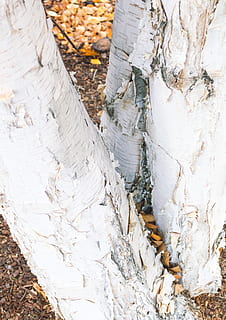 tronco d'albero bianco, albero, pianta, betulla, carta, autunno, natura, avvicinamento, bianca, albero bianco, tronco, mattone stree, abbaiare, tronco d'albero, tronchi, abete, abies, para albero di gomma, invertebrato, insetto di cricket, giorno, persone reali, all'aperto, legno - materiale, terra, campo, Colore bianco, sezione bassa, vista dall'alto, foresta, persone, legna, due persone, 4K, CC0, dominio pubblico, privo di copyright