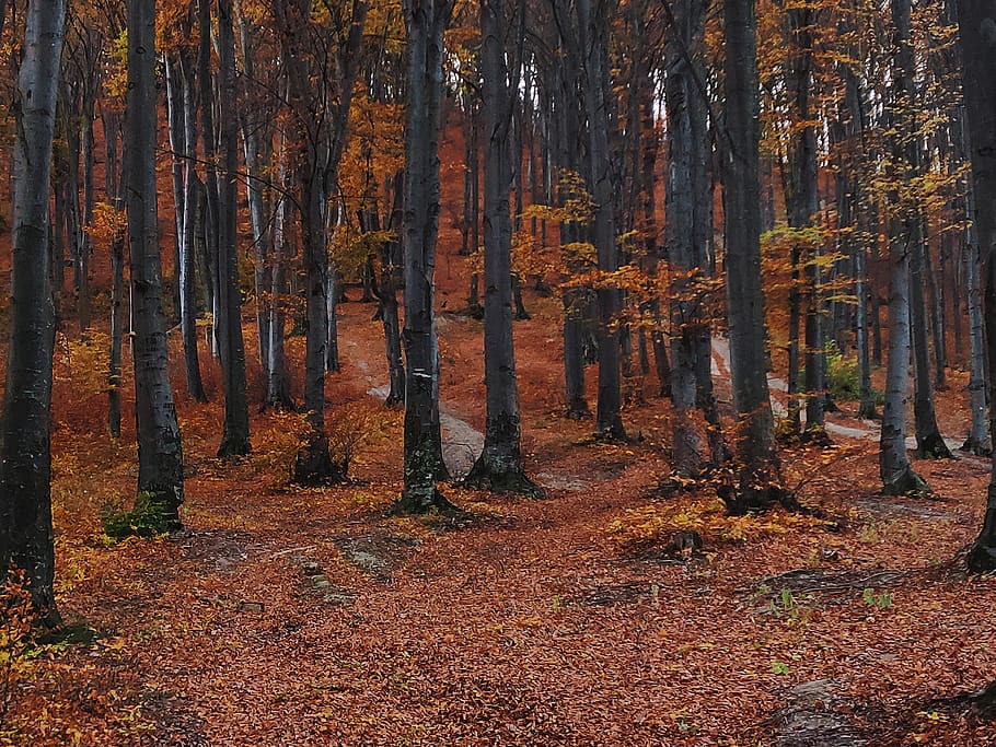 trær, skog, høst, gren, dagslys, miljø, faller løvverk, landskap, natur, scenisk, årstid, stamme, skogen, tre, land, anlegg, trestamme, endring, skjønnhet i naturen, ro, vekst, rolig scene, dag, ikke-urbane scene, naturskjønnhet - natur, ingen folk, oransje farge, felt, utendørs, høstsamling, 4K