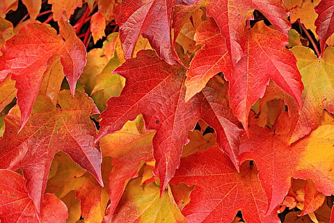 partner, wine, leave, leaf, red, autumn, fallen, nature, plant, plant part, change, full frame, no people, day, close-up, backgrounds, beauty in nature, leaves, orange color, outdoors, maple leaf, growth, tree, fragility, natural condition, 1080P, CC0, public domain, royalty free