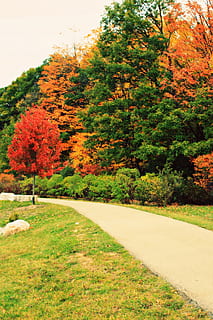sfondo, backround, autunno, natura, alberi, foresta, linee guida, pista, pianta, albero, modificare, bellezza nella natura, crescita, la tranquillità, nessuno, colore arancione, giorno, scenics - natura, scena tranquilla, all'aperto, erba, sentiero, parco, idilliaco, colore verde, paesaggio, 2K, CC0, dominio pubblico, privo di copyright