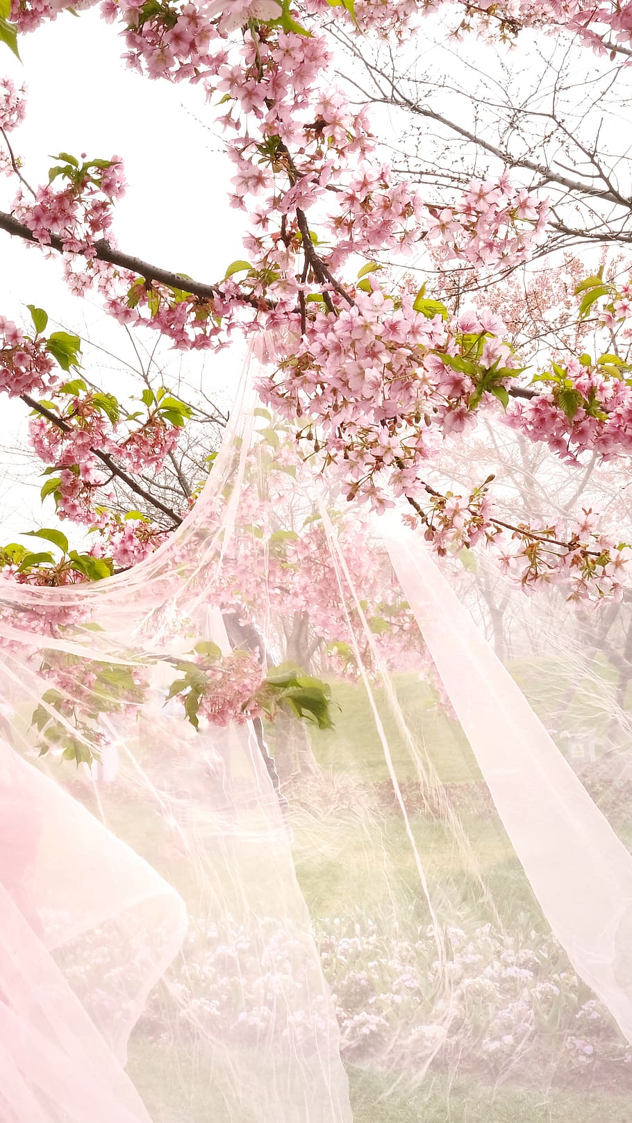 albero di fioritura rosa, pianta, capi di abbigliamento, abbigliamento, fiorire, fiore, Cina, shanghai, giardino botanico di Chenshan, moda, accappatoio, toga, primavera, ciliegia, nozze, fiore di ciliegio, albero, flowr, sakura, rosa, vestito da sposa, pianta fiorita, bellezza nella natura, fragilità, crescita, natura, freschezza, vulnerabilità, giorno, nessuno, ramo, colore rosa, all'aperto, avvicinamento, la tranquillità, ciliegio, 4K