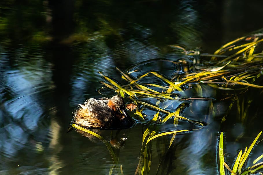 França, burges, fons, ocell aquàtic, grèbe à cou noir, grebe de coll negre, primer pla, mâche, natural, naturalesa, ocell, aigua, animals a la natura, fauna animal, llac, temes d'animals, animal, un animal, planta, dia, cap gent, davant del mar, creixement, bellesa a la natura, a l'aire lliure, vertebrats, nedar, invertebrat, insecte, flotant a l'aigua, 5K