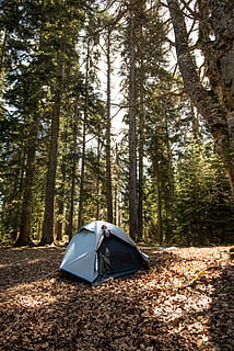 tent, Bos, kamp, camping, milieu, natuur, bomen, boom, land-, fabriek, bos-, dag, romp, boomstam, schoonheid in de natuur, kalmte, groei, avontuur, reizen, niet-stedelijke scène, scenics - natuur, buitenshuis, rustige scène, dennenboom, 4K, CC0, publiek domein, royaltyvrij