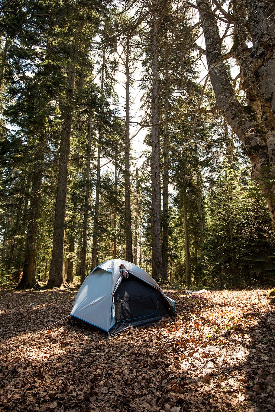 telt, Skov, lejr, Camping, miljø, natur, træer, træ, jord, plante, dag, bagagerum, træstamme, skønhed i naturen, ro, vækst, eventyr, rejse, ikke-urbane scene, scenics - natur, udendørs, rolig scene, fyrretræ, 4K