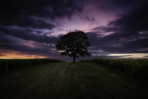 foto di paesaggio, albero, notte, tramonto, campo, cielo, drammatico, lunatico, raccolto, albero solitario, paesaggio, nube, Europa, viaggio, Balaton, colorato, blu, architettura, uva, estate, Ungheria, natura, nuvola - cielo, scena rurale, crepuscolo, all'aperto, sole, erba, luce del sole, Cloudscape, Paesaggi, alba - alba, prato, agricoltura, bellezza nella natura, silhouette, buio, sfondi, scena non urbana, giallo, colore verde, stagione, alba, luce - fenomeno naturale, foresta, cielo drammatico, nessuno, azienda agricola, orizzonte, terra, raggio di sole, tempo metereologico, mattina, scena tranquilla, 5K, CC0, dominio pubblico, privo di copyright