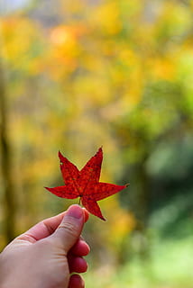 planta, full, maple, tardor, mà humana, mà, part de la planta, una persona, canvi, part del cos humà, vermell, celebració, fulla d'auró, persones reals, dit, centrar-se en primer pla, persona irreconeixible, part del cos, dit humà, dia, estils de vida, perspectiva personal, a l'aire lliure, col·lecció de tardor, fulles, extremitat humana, condició natural, 2K, CC0, domini públic, lliure de regalies