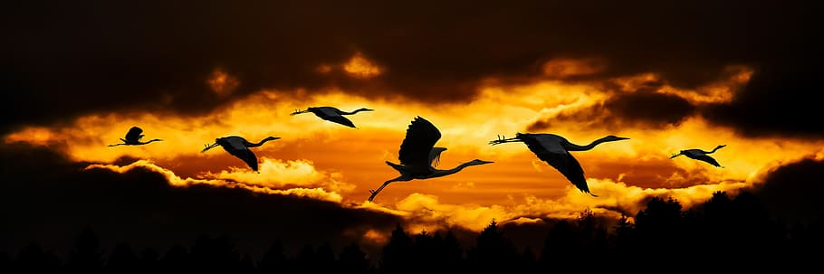naturalesa, sol, núvols, animals, ocell, garza, volant, posta de sol, sortida del sol, banner, flyers, composició, dom, vol d’ocells, aus migratòria, abendstimmung, aconseguir l'objectiu de, animals a la natura, silueta, temes d'animals, vertebrats, fauna animal, animal, grup d’animals, cel, gran grup d’animals, núvol - cel, a l'aire, ramat d’ocells, cap gent, color taronja, a l'aire lliure, moviment, llibertat, 5K