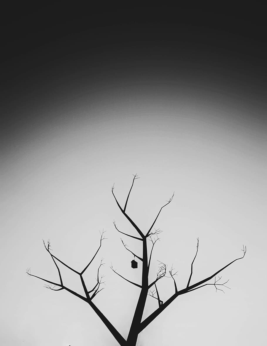 arbre nu, silueta, arbre, planta, calle federico garcía lorca, murcia, espanya, naturalesa, a l'aire lliure, ocell, animal, gris, tronc de l'arbre, espai, astronomia, univers, lluna, nit, espai exterior, boira, lluna plena, branca, cap gent, cel, tranquil·litat, cel clar, bellesa a la natura, planta morta, còpia espai, vista d’angle baix, dia, escenics - natura, escena tranquil·la, escena no urbana, sec, 4K