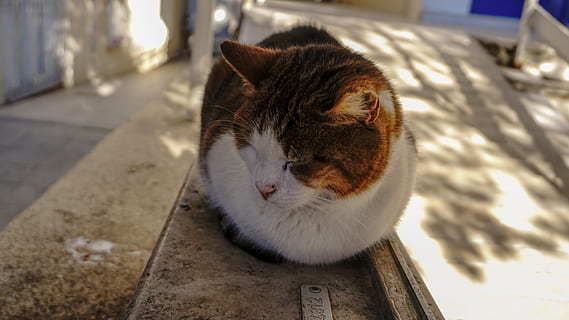 Truthahn, Katze, inländisch, Haustiere, Hauskatze, ein Tier, Säugetier, katzenartig, Tierthemen, Tier, Wirbeltier, keine Leute, Fokus auf den Vordergrund, Nahansicht, Tag, Whisker, Entspannung, High Angle View, Fußweg, Bodenbelag, 5K, CC0, gemeinfrei, lizenzfrei