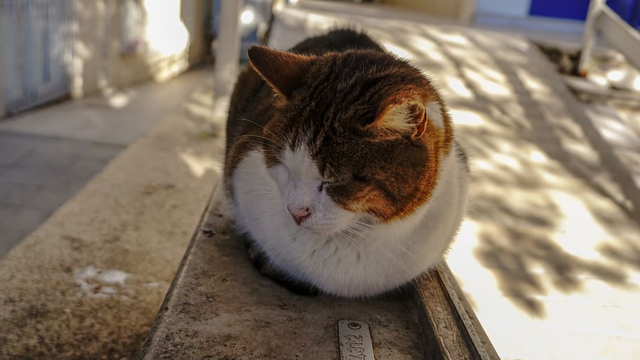 Truthahn, Katze, inländisch, Haustiere, Hauskatze, ein Tier, Säugetier, katzenartig, Tierthemen, Tier, Wirbeltier, keine Leute, Fokus auf den Vordergrund, Nahansicht, Tag, Whisker, Entspannung, High Angle View, Fußweg, Bodenbelag, 5K