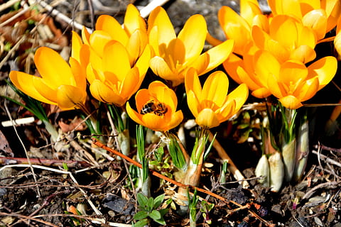croco, primavera, ape, zafferano, fiore, pianta fiorita, pianta, fragilità, freschezza, bellezza nella natura, vulnerabilità, petalo, crescita, avvicinamento, testa di fiore, giallo, natura, giorno, infiorescenza, nessuno, campo, invertebrato, terra, concentrarsi sulle conoscenze acquisite, all'aperto, iris, gazania, 5K, CC0, dominio pubblico, privo di copyright