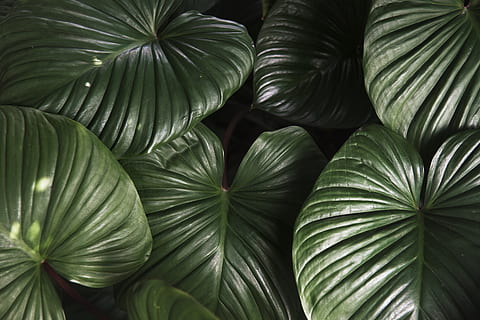 blad, flora, natur, botanisk, botanik, økologi, miljømæssige, frisk, grøn, blade, naturlig, plante, sælge, træ, træer, tropicals, tekstureret, tapet, mockup, minimal, design, enkel, enkelhed, ren, struktur, tropisk, fuld ramme, baggrunde, grøn farve, ingen mennesker, tæt på, mønster, plante del, vækst, naturligt mønster, skønhed i naturen, dag, udendørs, friskhed, mad og drikke, Palme træ, palmblad, 5K, CC0, offentligt domæne, royaltyfrie