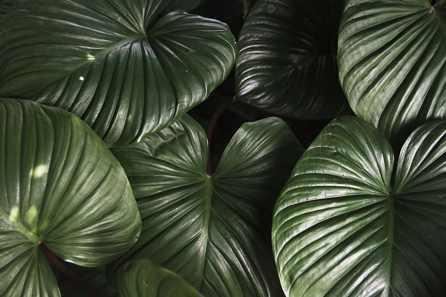 blad, flora, natur, botanisk, botanik, økologi, miljømæssige, frisk, grøn, blade, naturlig, plante, sælge, træ, træer, tropicals, tekstureret, tapet, mockup, minimal, design, enkel, enkelhed, ren, struktur, tropisk, fuld ramme, baggrunde, grøn farve, ingen mennesker, tæt på, mønster, plante del, vækst, naturligt mønster, skønhed i naturen, dag, udendørs, friskhed, mad og drikke, Palme træ, palmblad, 5K