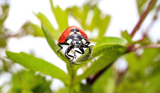 rosso, nero, insetto, invertebrato, Ape, animale, ragno di giardino, aracnide, ragno, pianta, foglia, riserva naturale coccinella essex chigwell canon eos m6, fotografia, foto, calabrone, Andrena, vespa, argiope, verde, vedova Nera, vegetazione, temi animali, fauna selvatica, animali allo stato selvatico, un animale, avvicinamento, parte vegetale, natura, nessuno, colore verde, giorno, all'aperto, bellezza nella natura, scarafaggio, coccinella, concentrarsi sulle conoscenze acquisite, 4K, CC0, dominio pubblico, privo di copyright