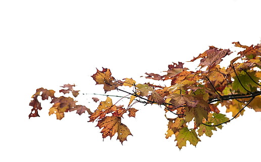 maple, berubah, foto berwarna, jatuh, pohon, bumi, di luar ruangan, Daun-daun, musim, bagian tanaman, daun, latar belakang putih, musim gugur, menanam, alam, tembakan studio, perubahan, memotong, keindahan di alam, tidak ada orang, cabang, kerapuhan, kerentanan, langit cerah, pohon maple, langit, kering, daun maple, di luar rumah, kondisi alam, 2K