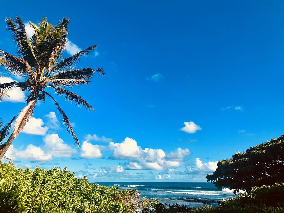 Mauritius, Bäume, Ozean, Aussicht, Strand, Wolken, Blau, sehr blau, Sonne, Himmel, Baum, Pflanze, Schönheit in der Natur, Palme, Wasser, tropisches Klima, Meer, Szenen - Natur, wolke - himmel, Wachstum, Land, Ruhe, Natur, ruhige Szene, Tag, keine Leute, draußen, Horizont über Wasser, Kokospalme, tropischer Baum, Palmblatt, 4K