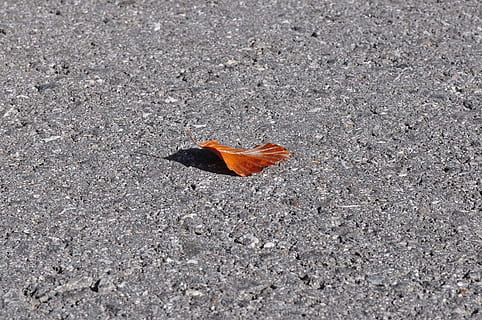 full, sortir, caure, caigut, tardor, sec, cap gent, dia, naturalesa, vista d’angle alt, un animal, part de la planta, ciutat, a l'aire lliure, animal, color taronja, temes d'animals, primer pla, canvi, animals a la natura, carrer, fragilitat, carretera, vulnerabilitat, papallona - insecte, ala dels animals, grava, papallona, concret, 1080P, CC0, domini públic, lliure de regalies