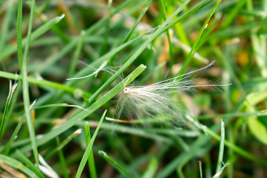 llavor, herba, dandilion, color verd, planta, primer pla, creixement, naturalesa, cap gent, bellesa a la natura, dia, fragilitat, centrar-se en primer pla, camp, terra, a l'aire lliure, vulnerabilitat, enfocament selectiu, frescor, tranquil·litat, suavitat, invertebrat, 5K