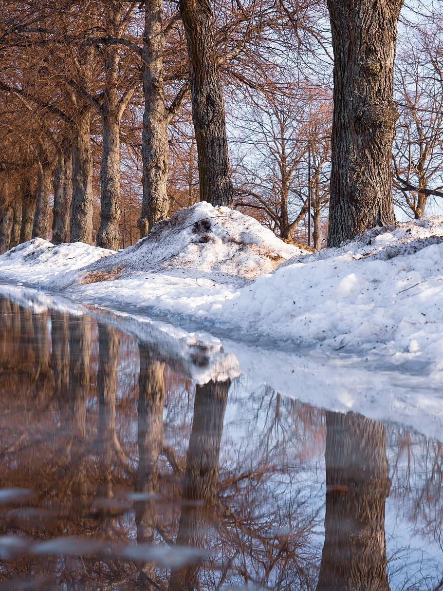 Marrone, albero, pieno, la neve, giorno, pianta, tronco d'albero, Finlandia, Helsinki, natura, all'aperto, Meripuisto, acqua, ghiaccio, primavera, neve sciolta, abete, abies, terra, riparo, rurale, costruzione, campagna, temperatura fredda, inverno, tronco, la tranquillità, congelato, nessuno, bellezza nella natura, foresta, scena tranquilla, albero nudo, freddo, montagna innevata, ghiacciolo, 5K