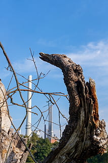 Umgebung, Baum, Tod, Verschmutzung, Industrie, Industrieanlagen, Fabrik, Kamin, Gebäude, die Architektur, beeinflussen, Himmel, Pflanze, keine Leute, Natur, Tag, Flachwinkelansicht, Blau, Baumstamm, Kofferraum, tote Pflanze, Fokus auf den Vordergrund, texturiert, draußen, Tierthemen, Ruhe, Ast, Tier, Wirbeltier, Tierwelt, Borke, Treibholz, 5K, CC0, gemeinfrei, lizenzfrei