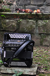 harmônica, gaucho, churrasco, ninguém, tecnologia, dia, focar em primeiro plano, natureza, plantar, estilo retro, instrumento musical, planta com flores, flor, ao ar livre, música, cultura artística e entretenimento, fechar-se, velho, cor preta, análogo, terra, campo, 4K, CC0, domínio público, royalty free