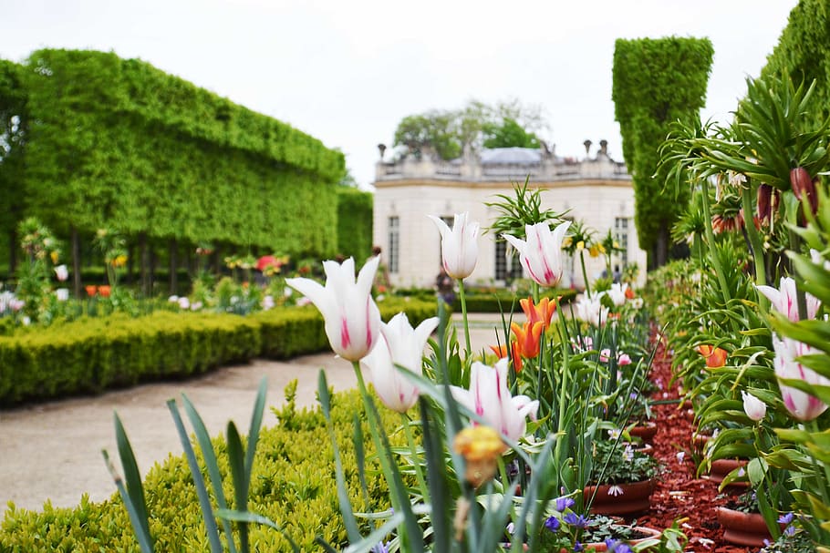 Frankreich, Pflanze, Blume, blühende Pflanze, Frische, Schönheit in der Natur, Wachstum, Natur, grüne Farbe, Verletzlichkeit, Zerbrechlichkeit, keine Leute, Nahansicht, Tag, selektiver Fokus, Blütenblatt, weiße Farbe, Park, Blütenkopf, formaler Garten, Park - menschgemachter Raum, 4K