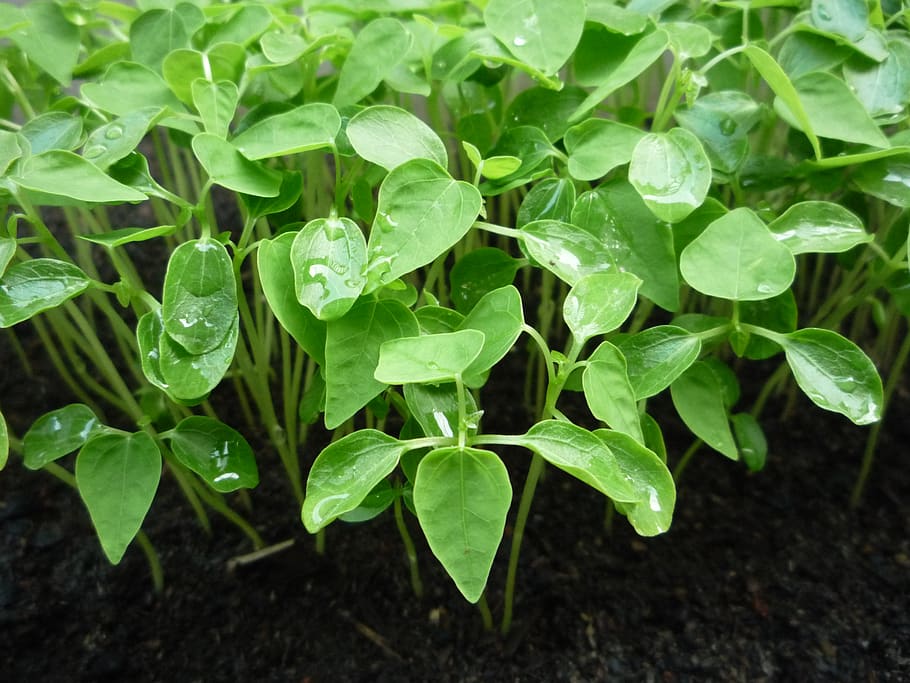 Blatt, Blätter, Grün, Boden, wachsen, Wasser, Natur, Garten, Pflanzenbau, Gartenarbeit, grüne Blätter, grünes Blatt, wachsende Pflanze, grüne Farbe, Pflanzenteil, Wachstum, Pflanze, Schönheit in der Natur, Nahansicht, keine Leute, Feld, Tag, Frische, Land, draußen, High Angle View, fallen, Klee, nass, Fokus auf den Vordergrund, klein, Tau, Regentropfen, 2K